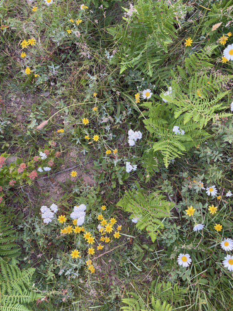 A patch of small yellow and white wildflowers at the Angel's Rest summit.