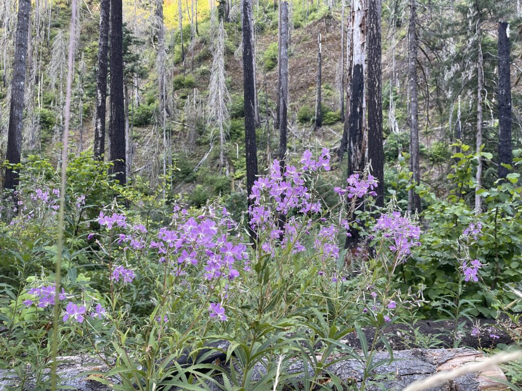 Tall purple wildflowers in front bare trees burnt in the 2017 Eagle Creek Fire.