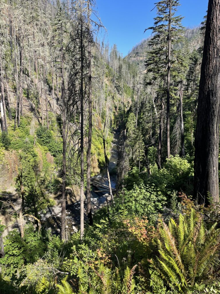 Eagle Creek flowing through bare trees burned in the 2017 Eagle Creek Fire and lush vegetation and wildflowers.