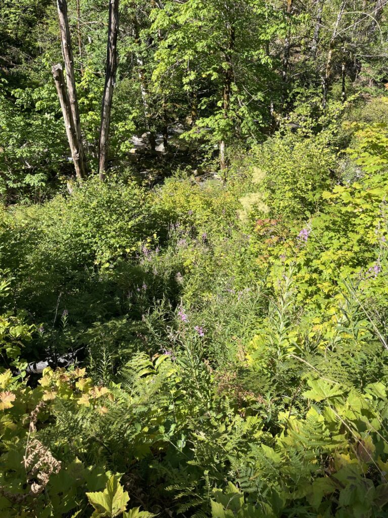Lush vegetation and wildflowers along the trail and among the bare trees burnt in the 2017 Eagle Creek Fire.
