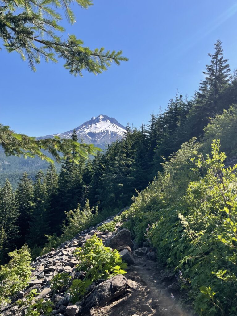 View of Mount Hood from a stretch of lush, verdant trail. 