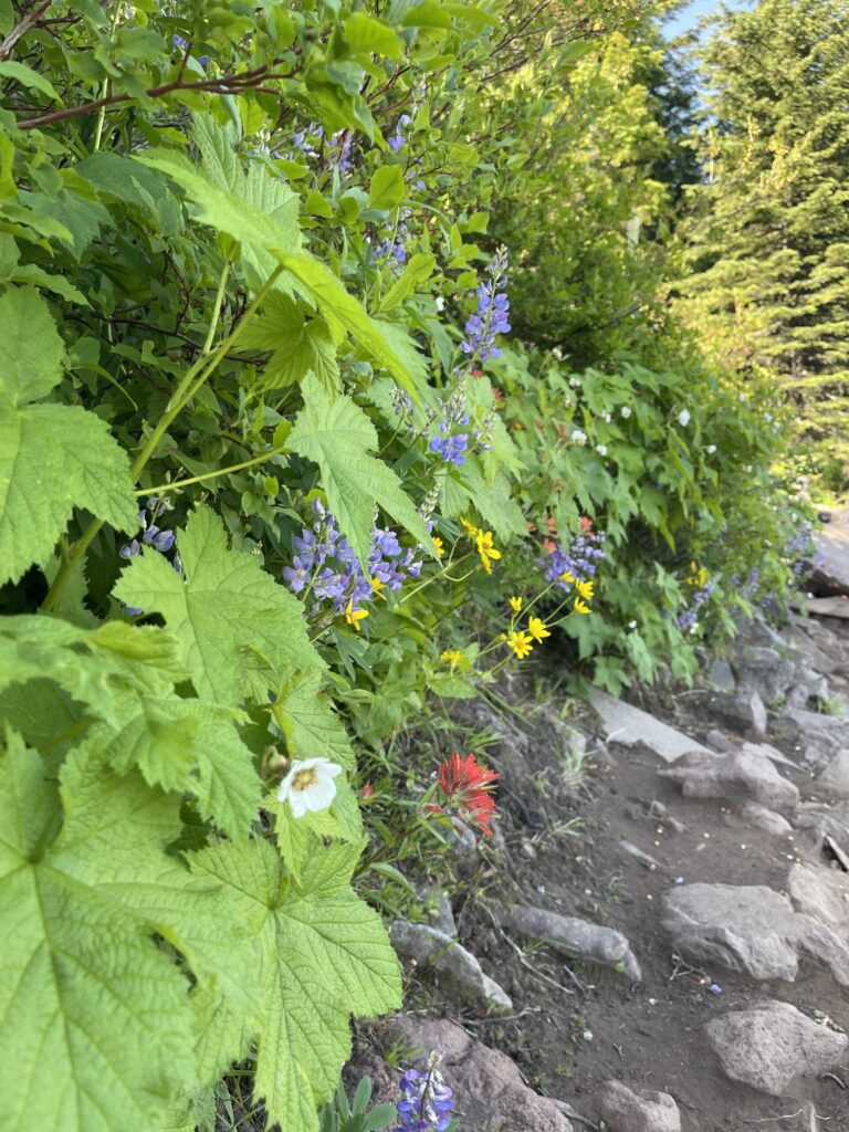 Wildflowers and greenery lining a stretch of trail. 