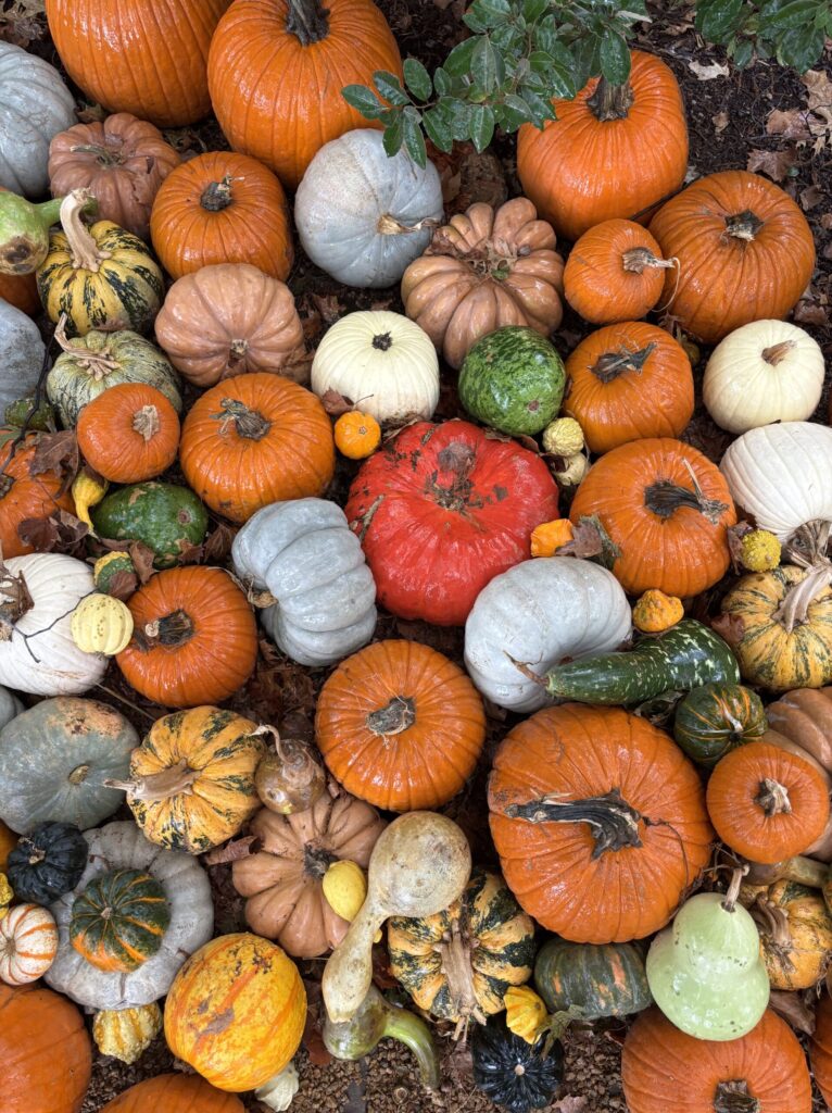 Photo of brightly colored pumpkins and gourds. 