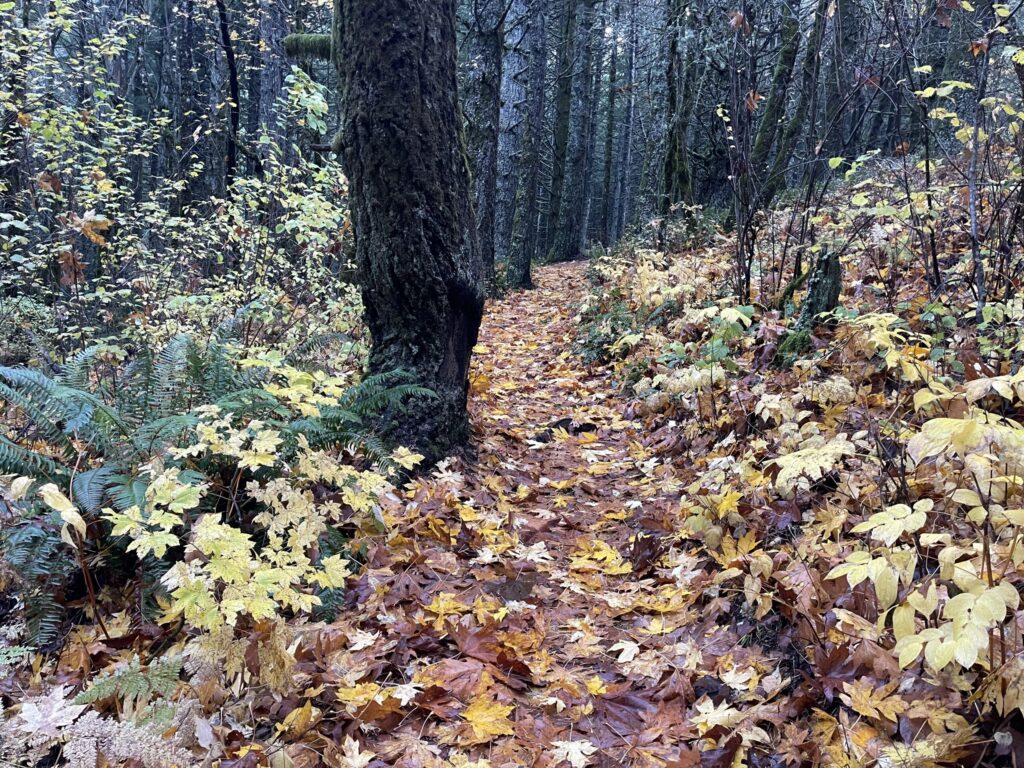 Vibrant fall foliage—orange and yellow and green and rusty red—covering Dog Mountain trail. 