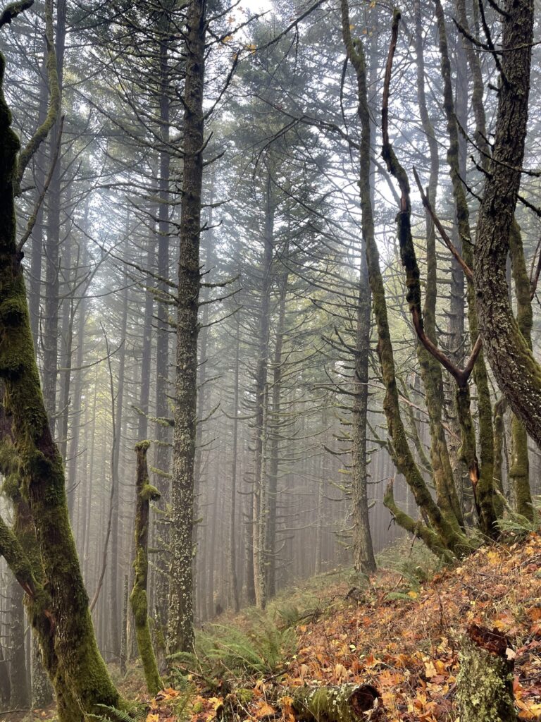 Thin fog as seen through tall tree lining Dog Mountain trail. 